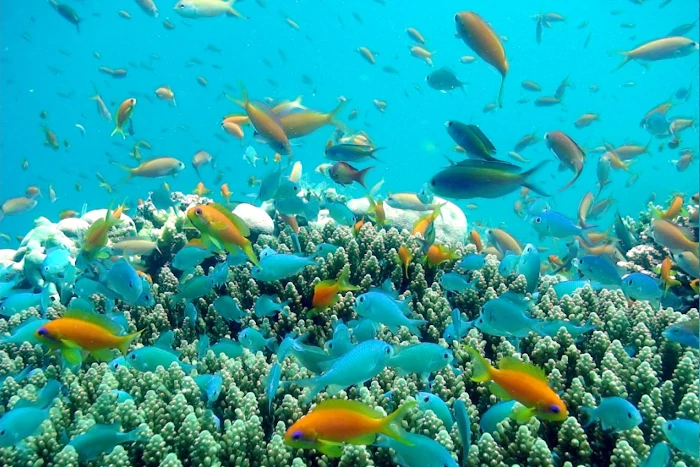 Scuba Diving - Image 3