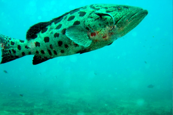 Scuba Diving - Image 4