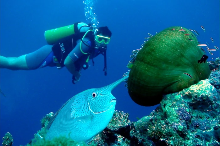 Scuba Diving - Image 7