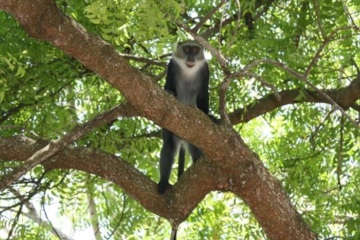 Scuba Diving - Image 1